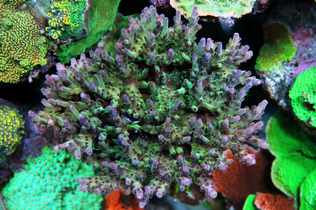 45854854011_0ab86d4ea6_b.jpg