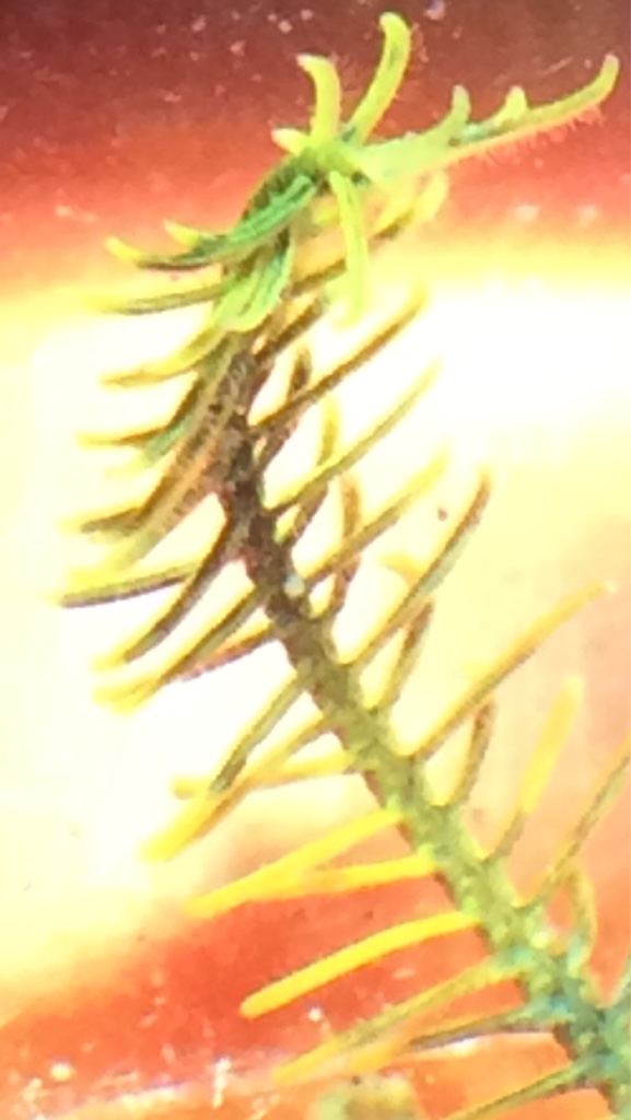 41277204ae3a70ce84a38ee90a297e7d.png