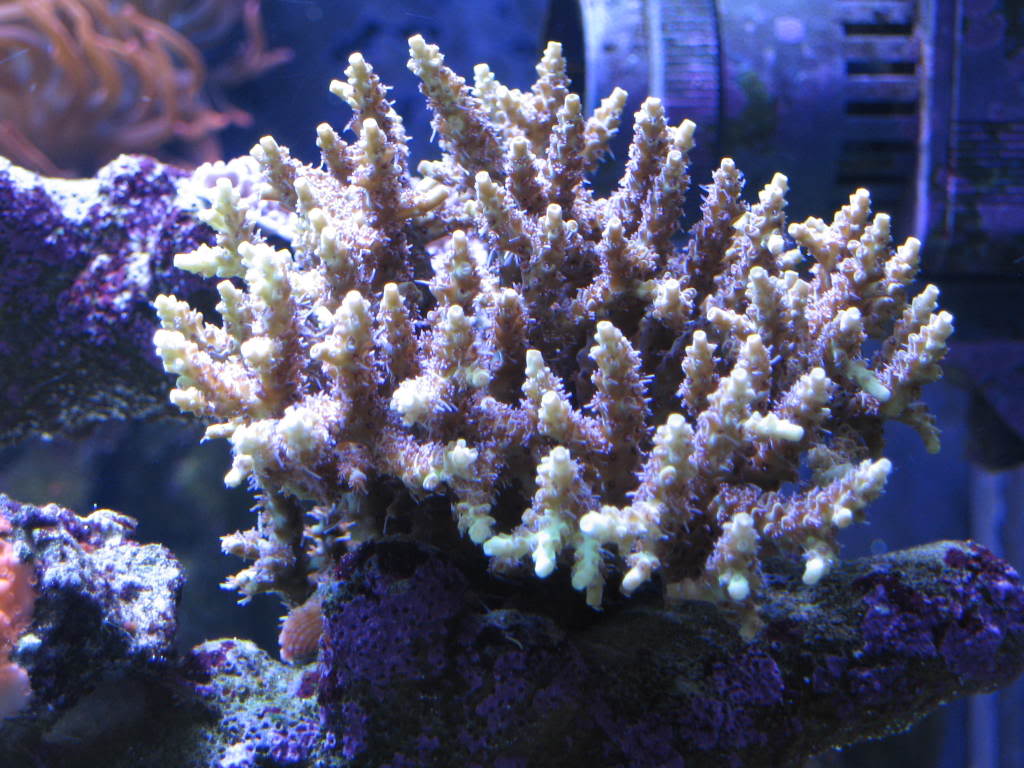 coralpics041.jpg