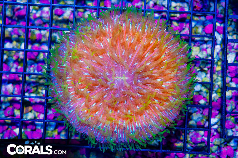 www.corals.com