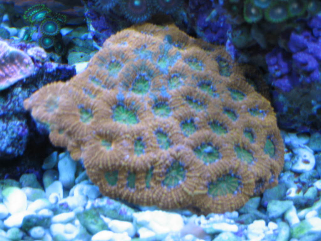 coralpics061.jpg