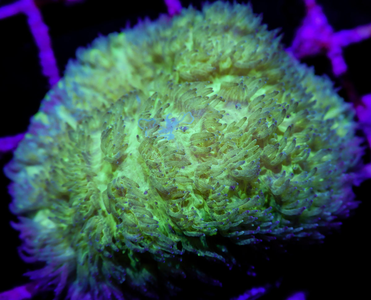 reefaquariumfish.com