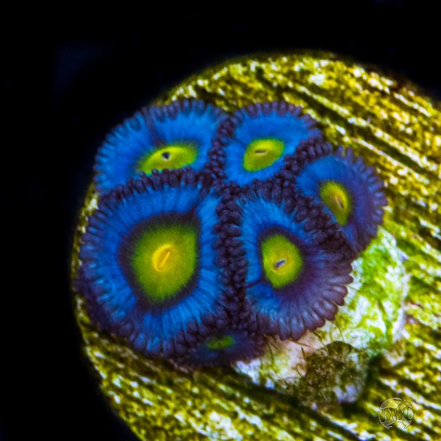 y2584C8l.jpg