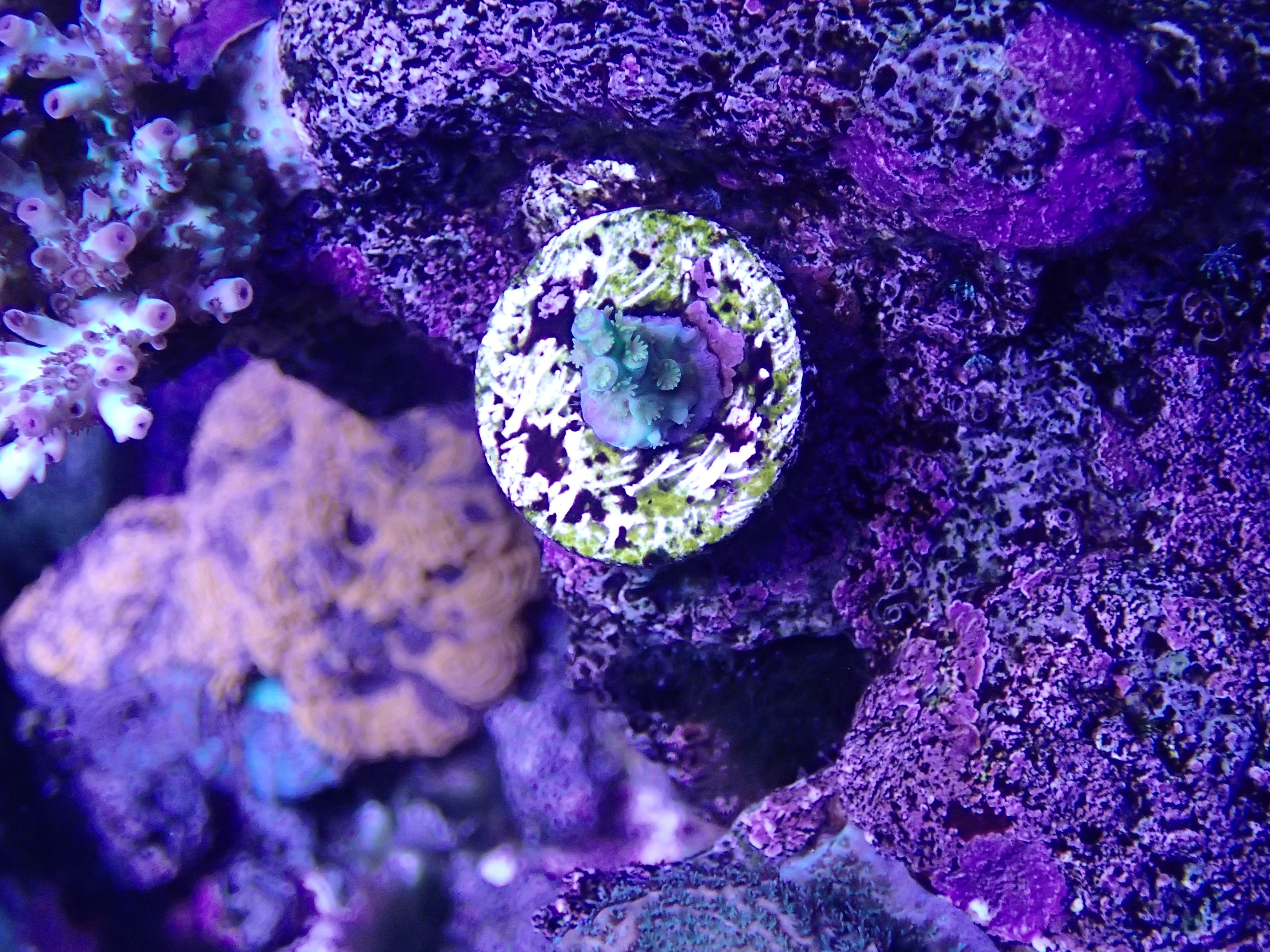 gdX1P8N.jpg