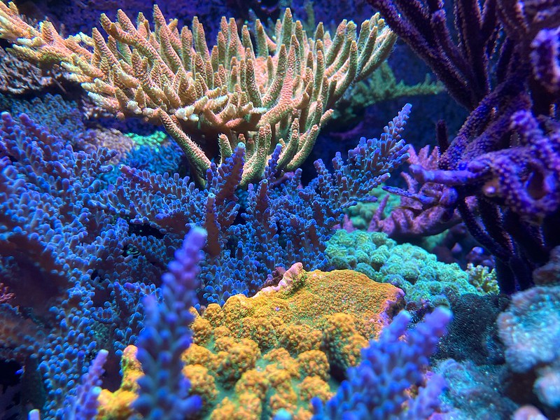 52465128258_52c2ba614a_c.jpg