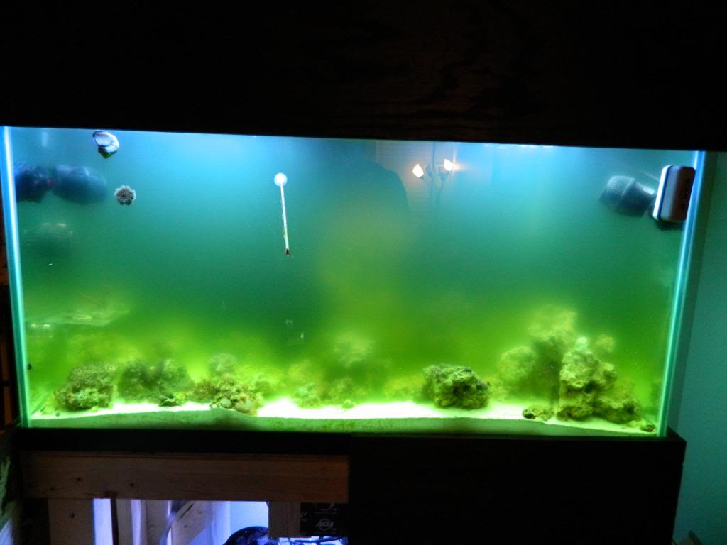 Cloudy Green Aquarium Water - 1000+ Aquarium Ideas