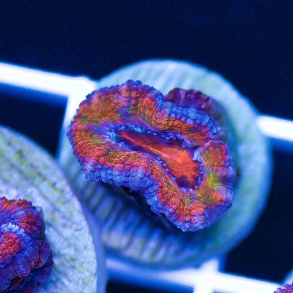 Summer Spectacular Awesome Acan #26