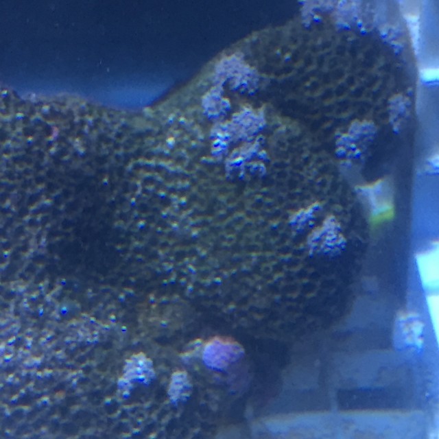 pulsating_xenia_issue.jpg