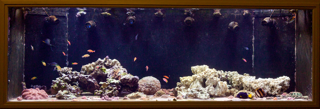 May-'12-Reeftank.jpg