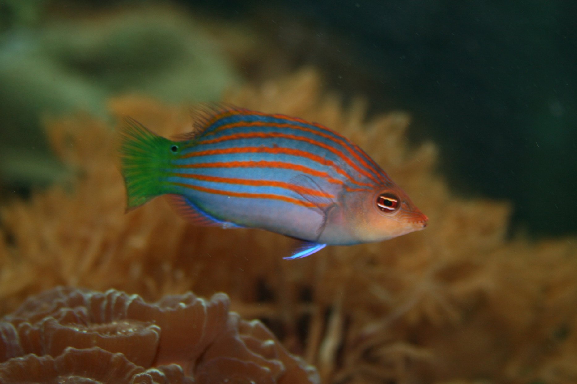 Six-line_wrasse.jpg