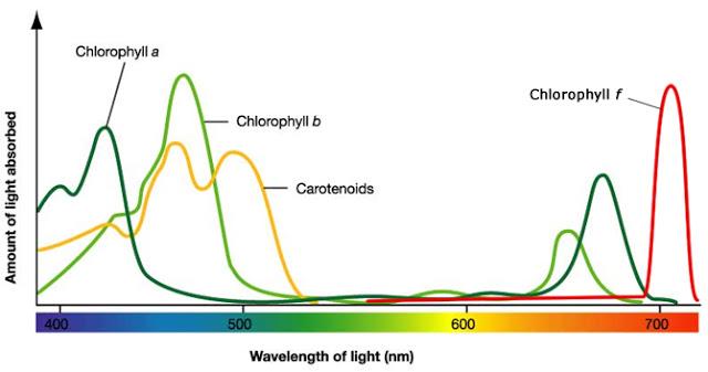 Chlorophyll-spectrum1.jpg