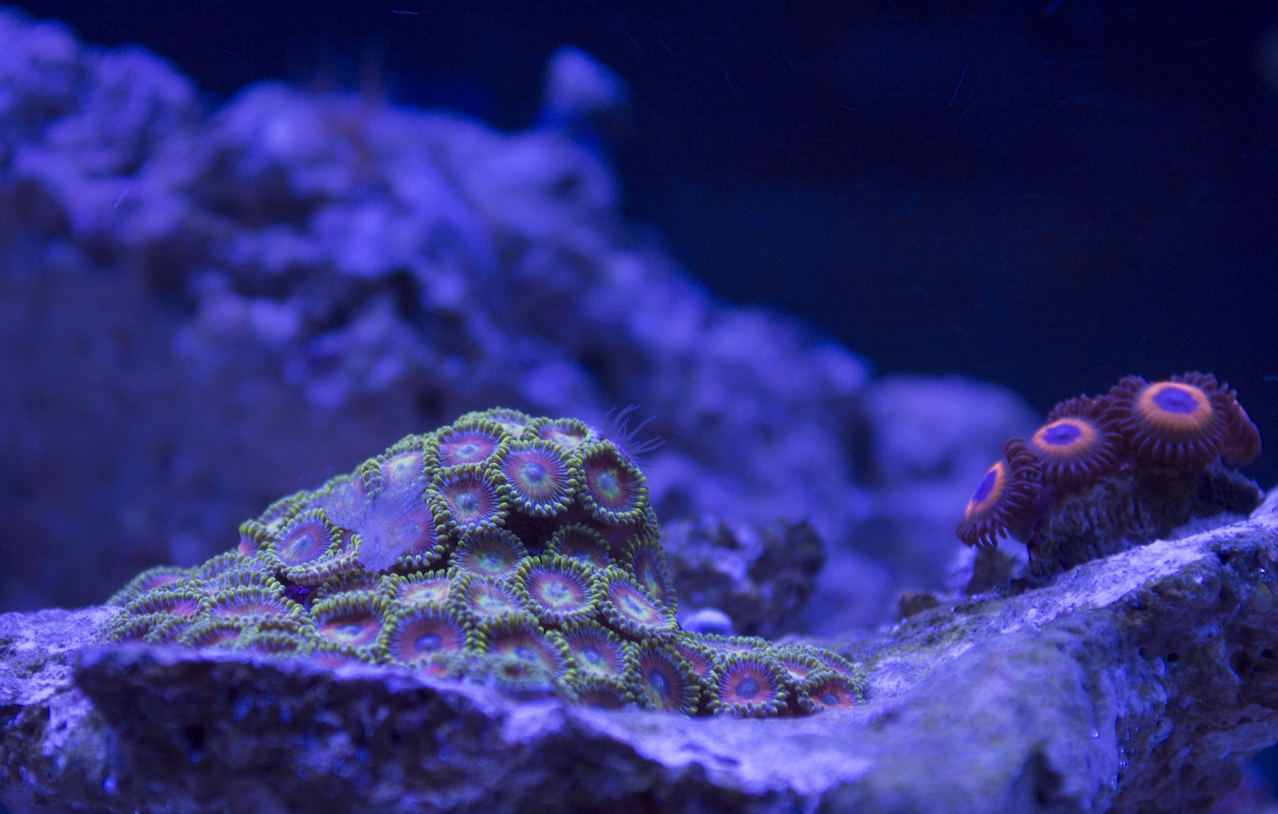 Zoas.JPG