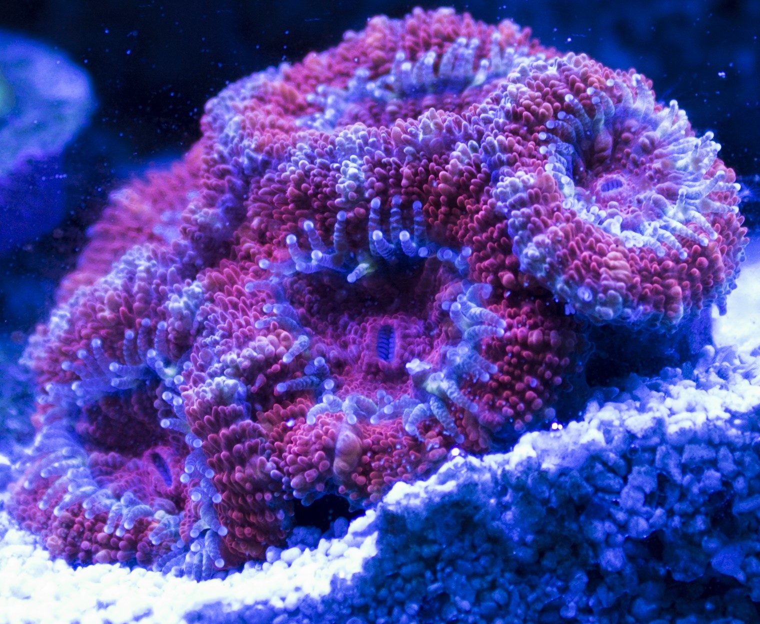Acan2.JPG