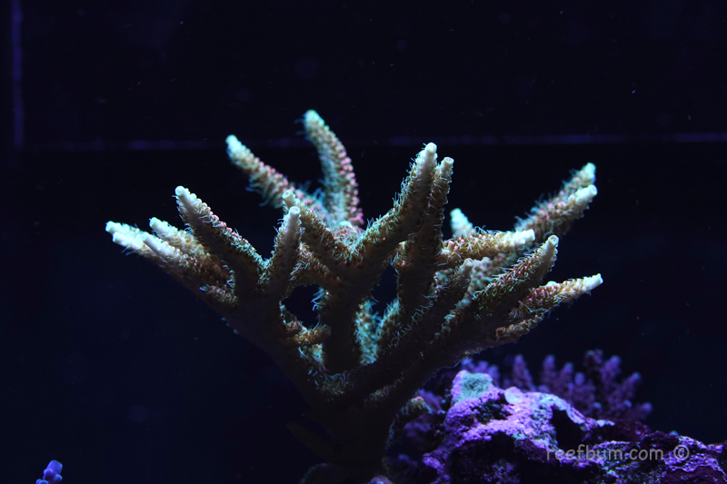 SPS-pic17-Nov-11-2018.jpg