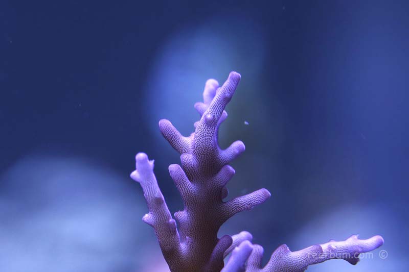Tank-Photo-Dec-30-2015-pic25.jpg