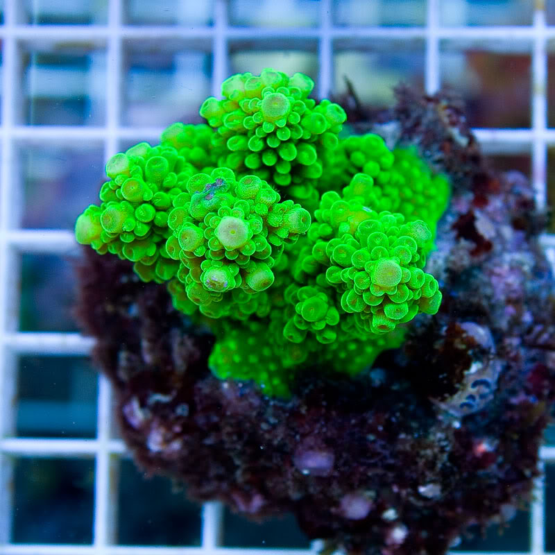 Large-Coral-12-9.jpg