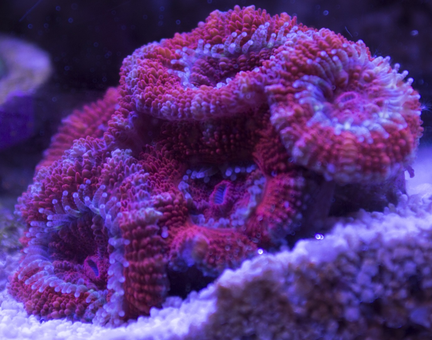 Acan2Midday.JPG