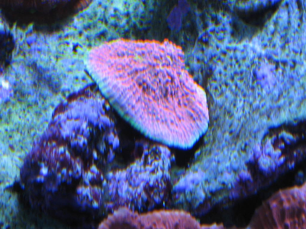 coralpics075.jpg