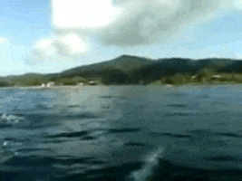dolphin GIF