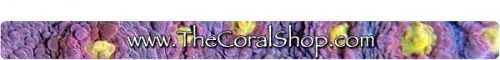 Coralshop_Logo.png