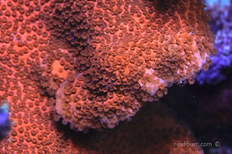 Orange-Encrusting-Monti-pic1-SPS.jpg