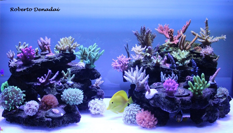 reefagosto-1.jpg