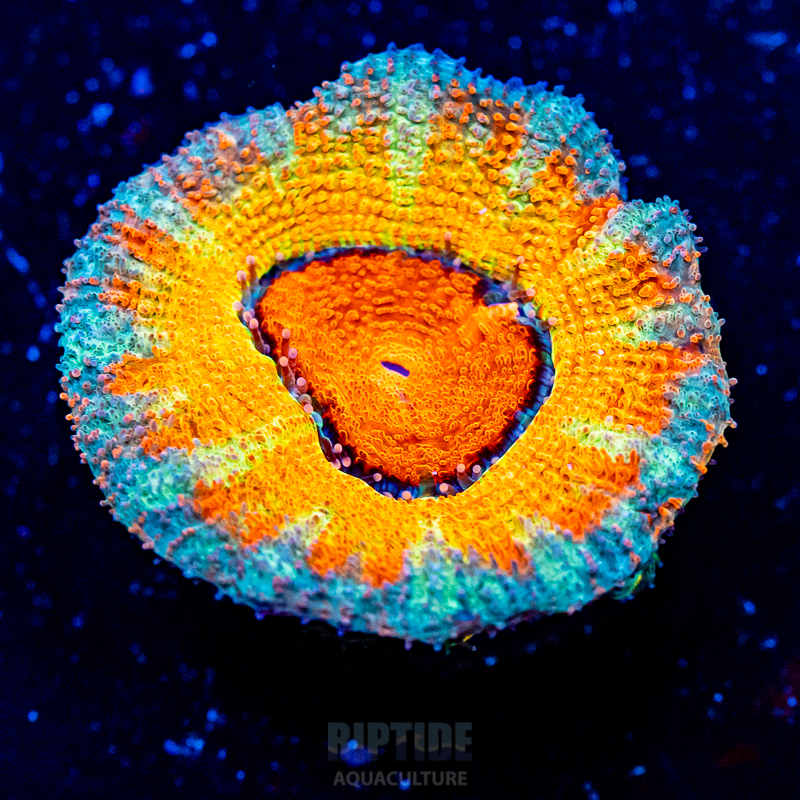 Riptide-8271.jpg