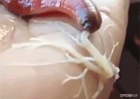 worm GIF