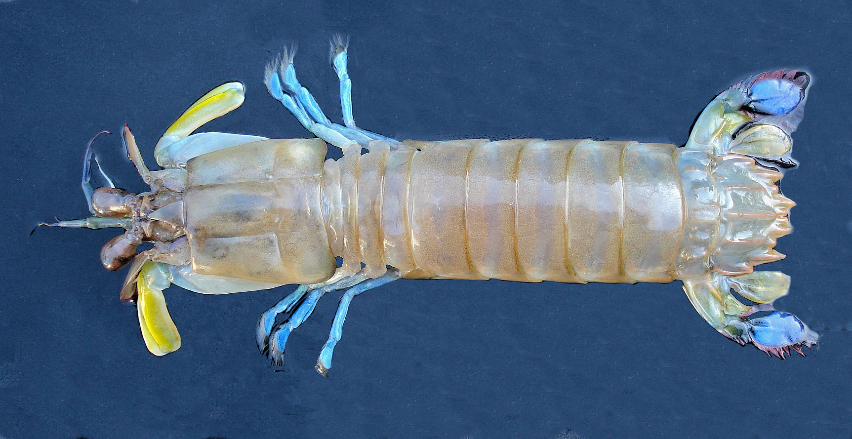 M039-Peacock-Mantis-Shrimp-1.jpg