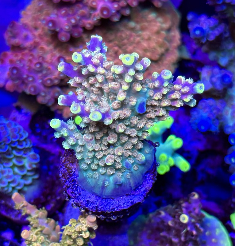 52375855355_eea5e962c1_c.jpg