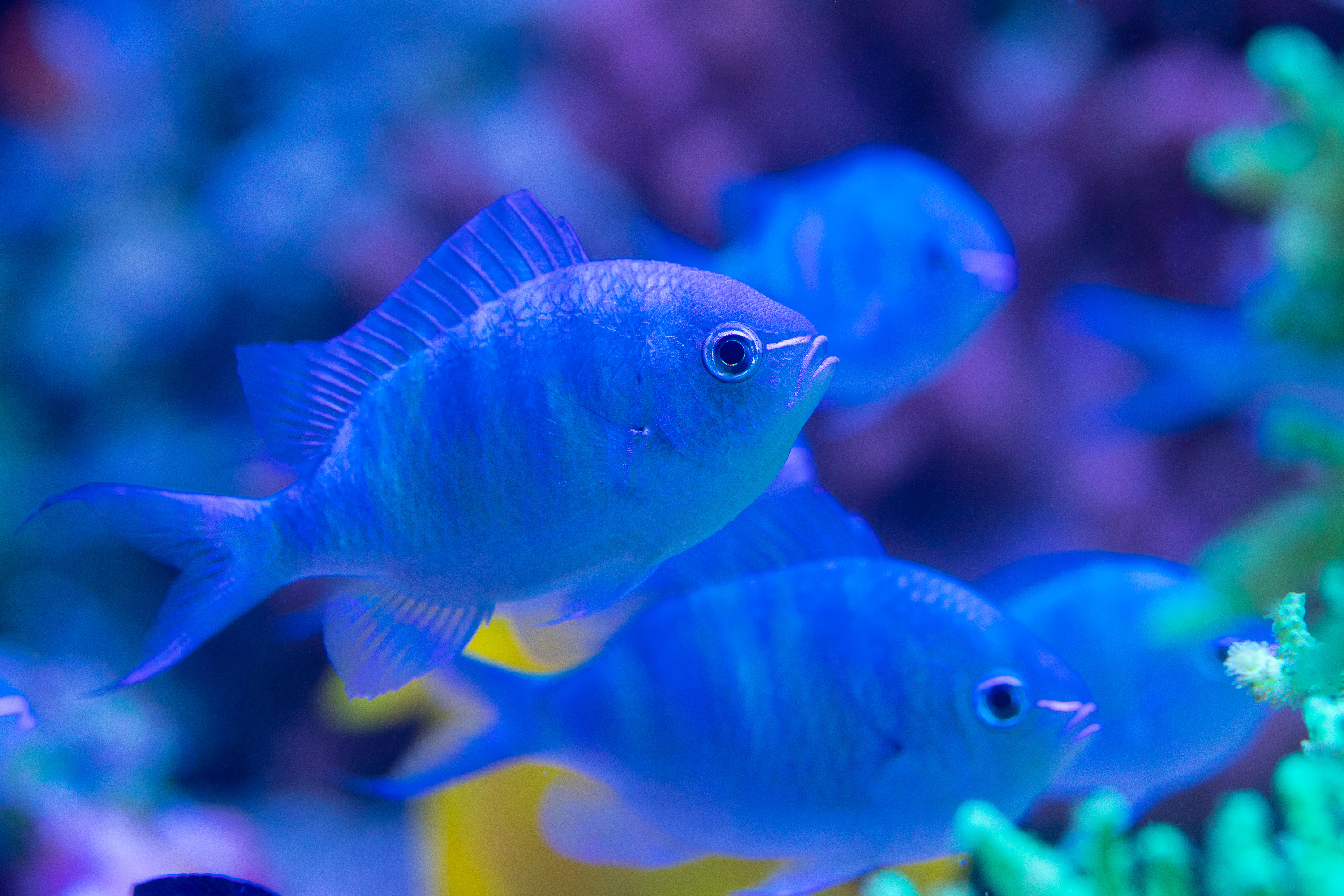 reefsavvy-112.jpg