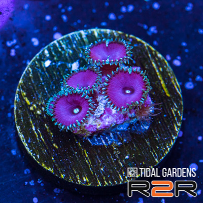 Tidal Gardens - Glitter Bomb Goniopora