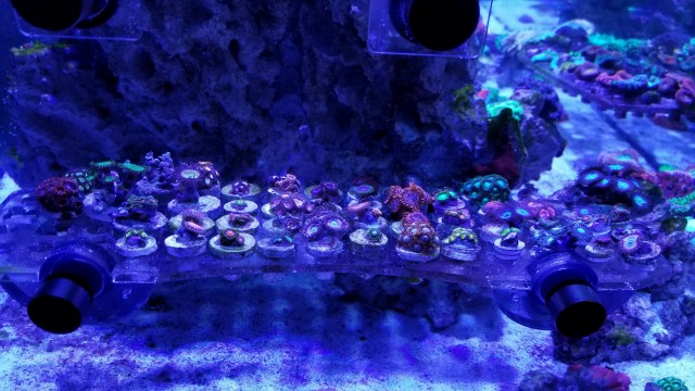 zoas.jpg