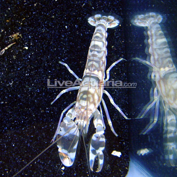 lg-39413-shrimp.jpg