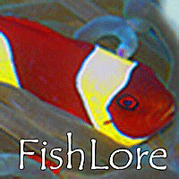 www.fishlore.com