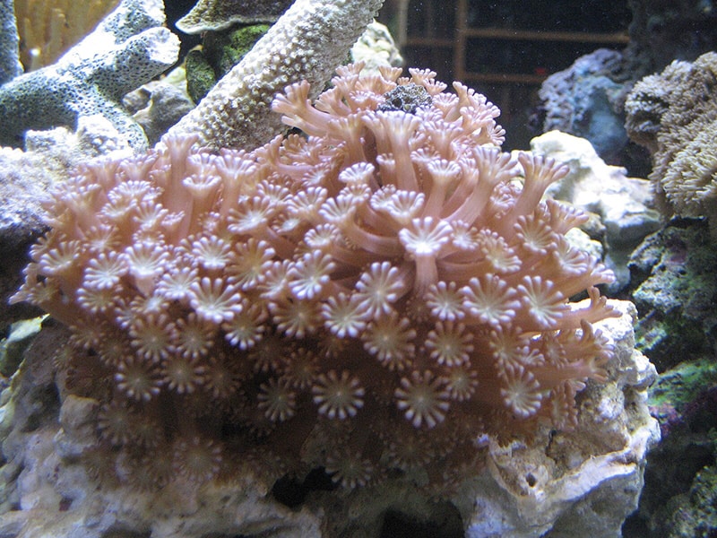 animal-world.com