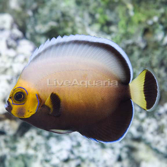 Conspicuous Angelfish 