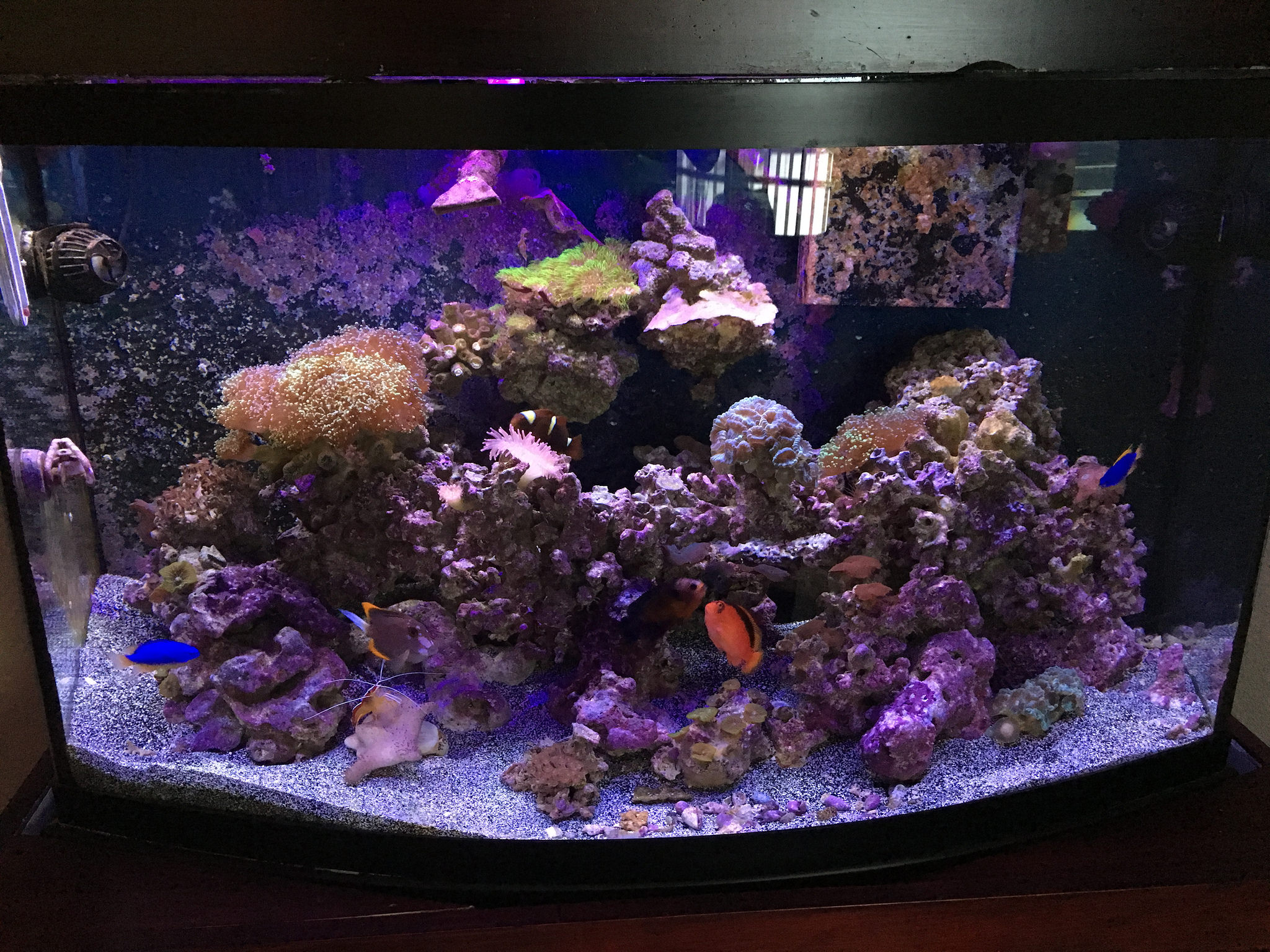 47 Best Images 75 Gallon Aquarium Decorations - Fish Tank Showdown 55 Gallon Vs 75 Gallon Which Is Better Youtube