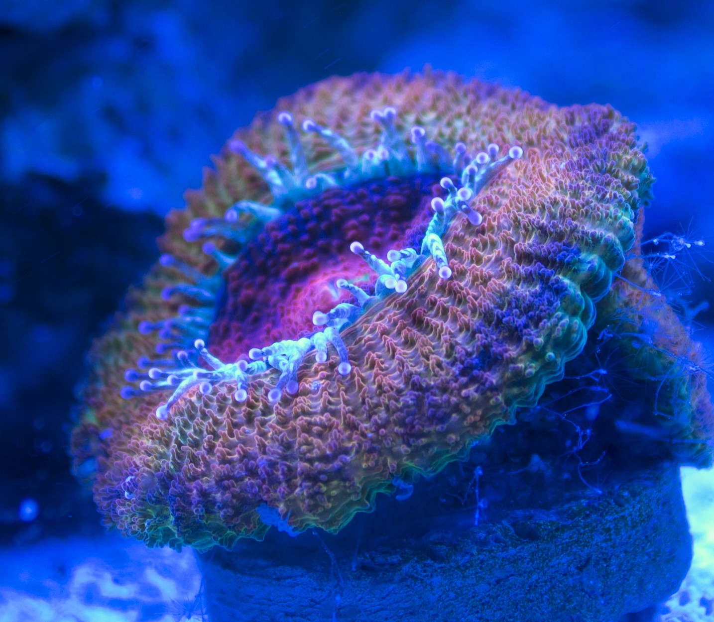 Acan1.JPG