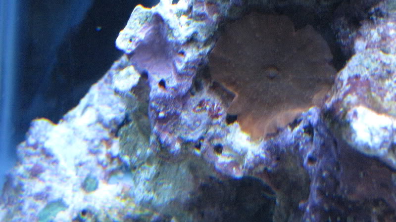 coral016.jpg