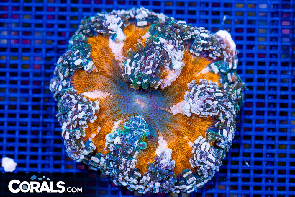 www.corals.com