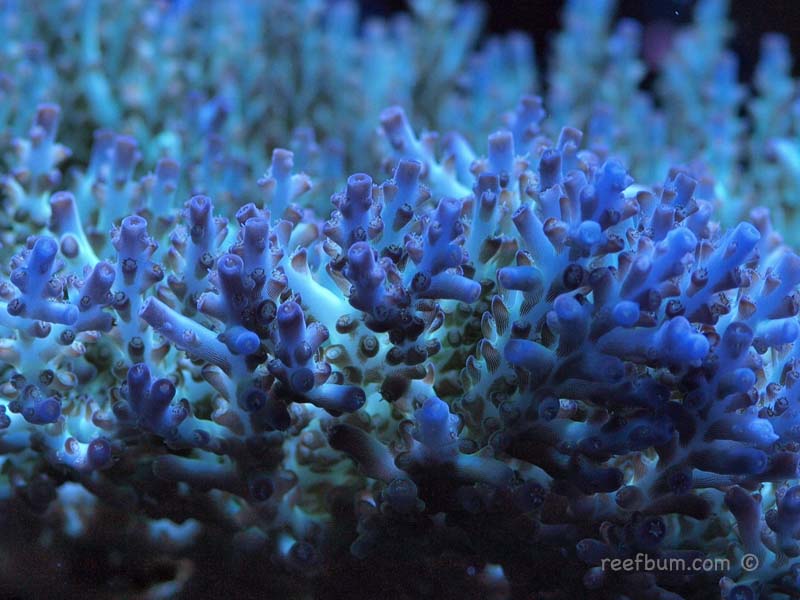 March-19-2011-Tankpic19.jpg