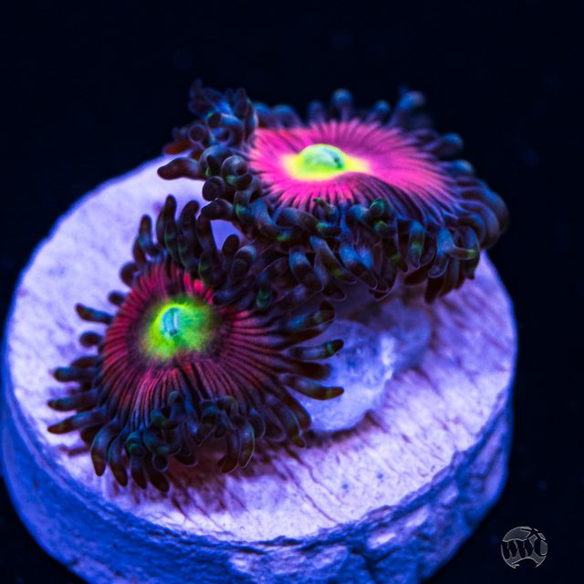 9aHdr54l.jpg