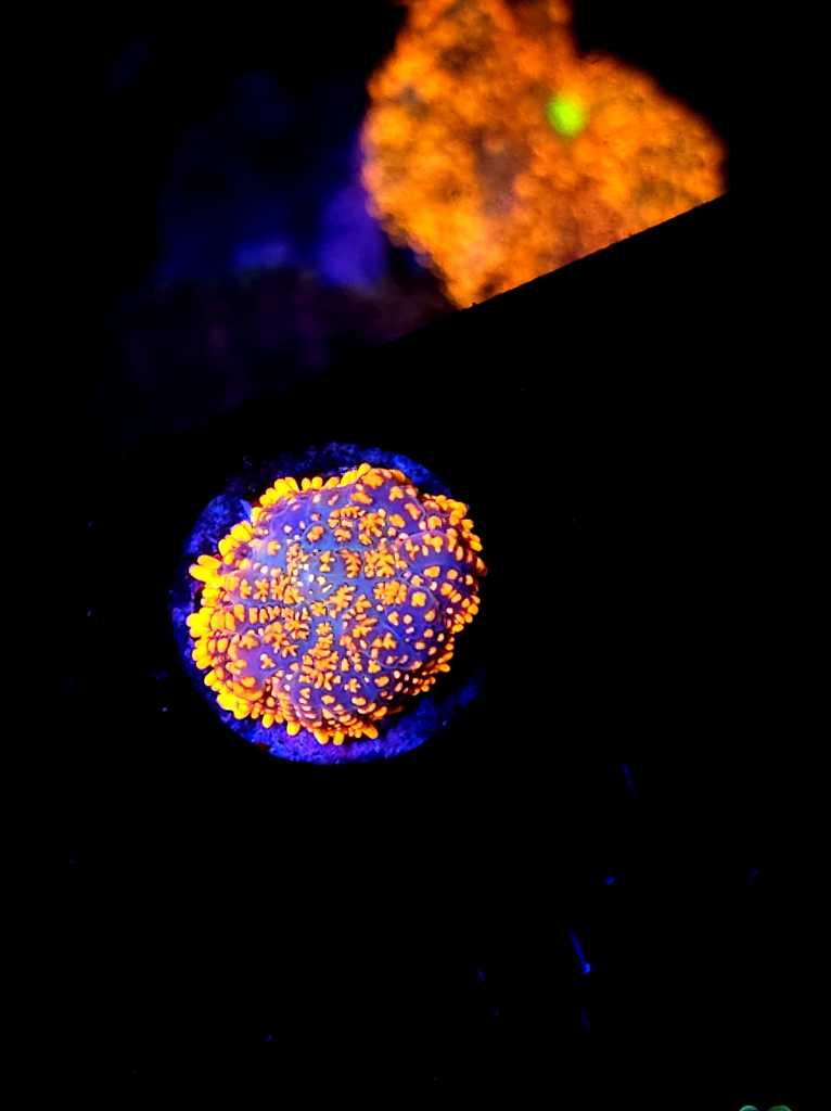 Mushroom-141-766x1024.jpg