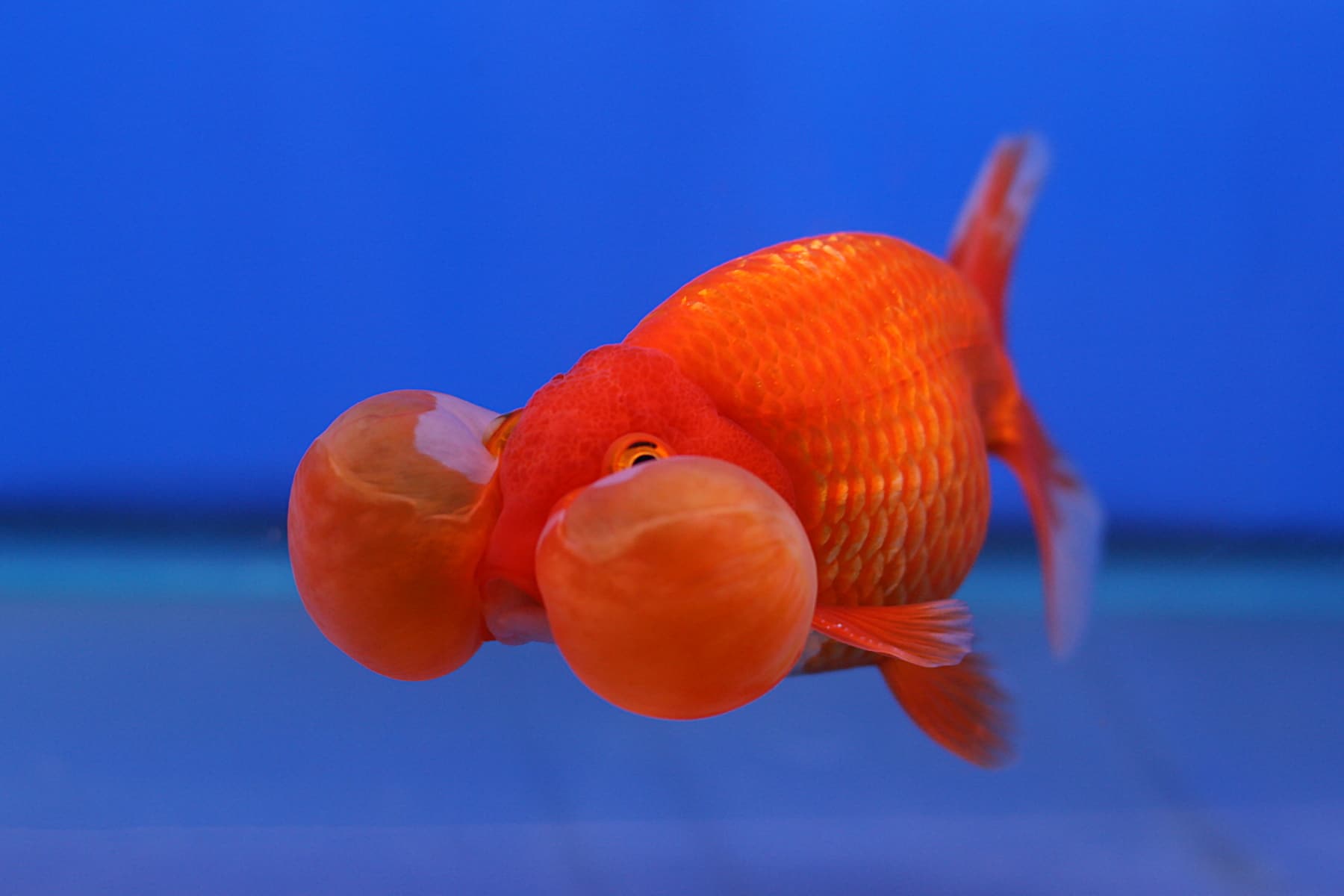 bubbleeye-goldfish.jpg