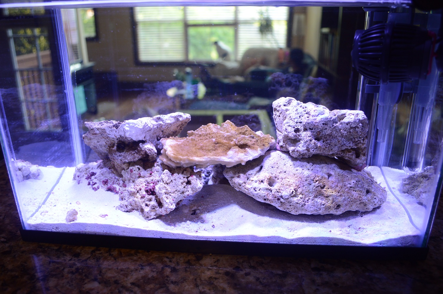 PossibleAlgae.JPG