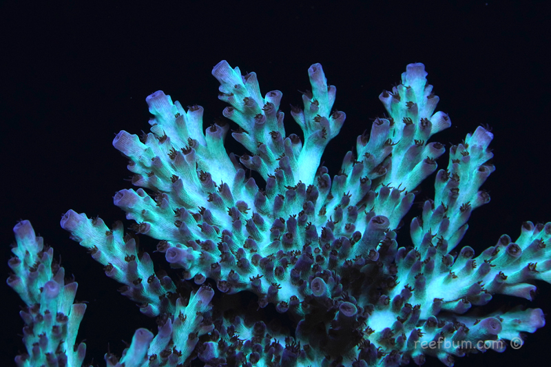 Macro-pic27-Nov-11-2018_edited-1.jpg