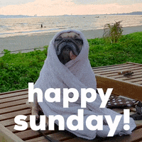 Happy Sunday Dog GIF by GIPHY Studios Originals