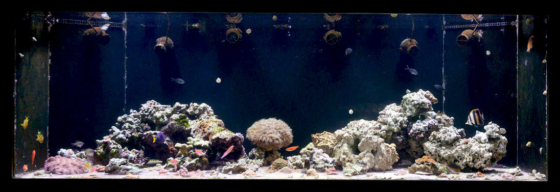 June-12-Reeftank.jpg