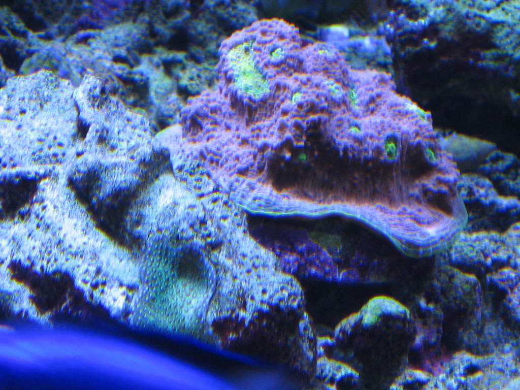 coralpics096.jpg